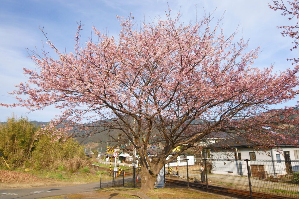 kitagou_sakura1